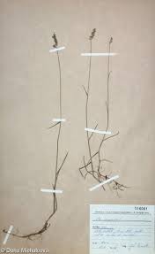 Attēlu rezultāti vaicājumam “Poa compressa”