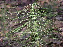 Attēlu rezultāti vaicājumam “Equisetum pratense”