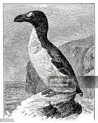 Image result for Pinguinus impennis