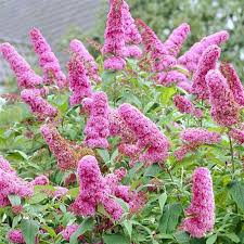 Image result for Buddleja davidii