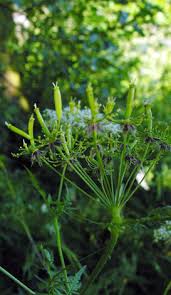 Image result for Chaerophyllum aureum