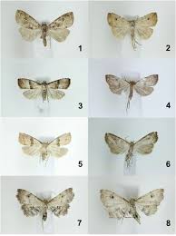 Attēlu rezultāti vaicājumam “Hypenodes humidalis”