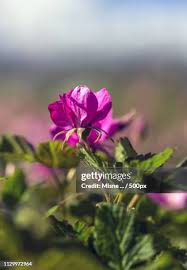 Attēlu rezultāti vaicājumam “Rubus arcticus flower”