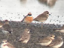 Image result for Charadrius mongolus