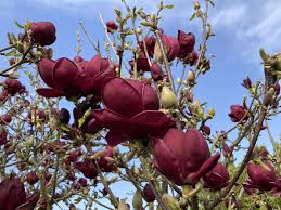 Attēlu rezultāti vaicājumam “Magnolia x soulangeana”