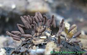 Attēlu rezultāti vaicājumam “Comatricha pulchella”