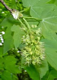 Attēlu rezultāti vaicājumam “Acer pseudoplatanus flower”