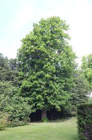 Attēlu rezultāti vaicājumam “Tilia platyphyllos Laciniata”