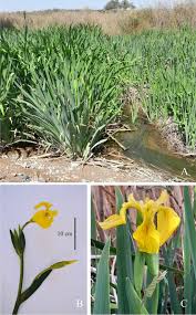 Attēlu rezultāti vaicājumam “Iris pseudacorus”