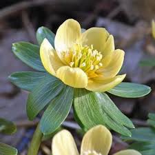 Attēlu rezultāti vaicājumam “Eranthis hyemalis”