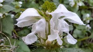 Attēlu rezultāti vaicājumam “Lamium album flower”