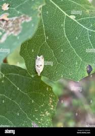 Attēlu rezultāti vaicājumam “Epinotia ramella”