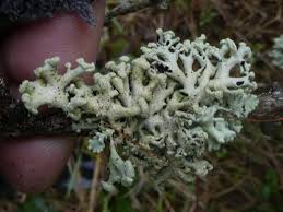 Attēlu rezultāti vaicājumam “Hypogymnia tubulosa”