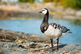 Attēlu rezultāti vaicājumam “Branta leucopsis adult”