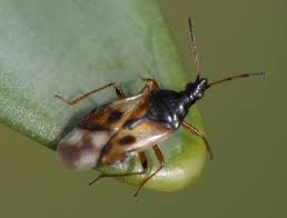 Attēlu rezultāti vaicājumam “Anthocoris nemorum”