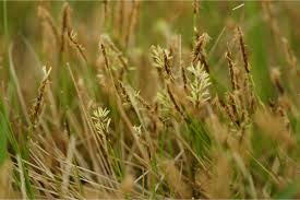 Attēlu rezultāti vaicājumam “Carex davalliana”