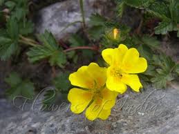Attēlu rezultāti vaicājumam “Potentilla reptans flower”