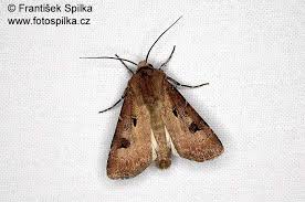 Attēlu rezultāti vaicājumam “Agrotis exclamationis”