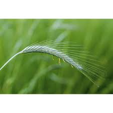 Image result for Secale cereale