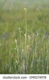 Attēlu rezultāti vaicājumam “Arabis glabra”