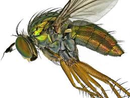 Attēlu rezultāti vaicājumam “Dolichopodidae”