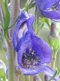 Image result for Aconitum napellus