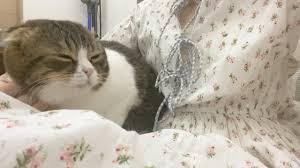 猫次郎o에 대한 이미지 검색결과