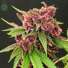 Attēlu rezultāti vaicājumam “Cannabis sativa fruit”