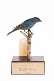 Image result for Passerina cyanea