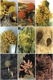 Attēlu rezultāti vaicājumam “Arcyria, Heterotrichia sp.”