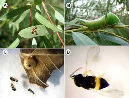 Attēlu rezultāti vaicājumam “Cerura vinula larva”