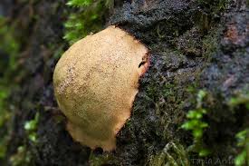 Attēlu rezultāti vaicājumam “Fuligo leviderma”