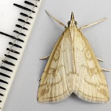 Attēlu rezultāti vaicājumam “Udea lutealis”