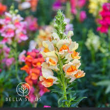 Attēlu rezultāti vaicājumam “Antirrhinum majus flower”