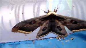 Attēlu rezultāti vaicājumam “Saturniidae”