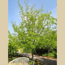 Attēlu rezultāti vaicājumam “Carpinus caroliniana”