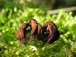 Attēlu rezultāti vaicājumam “Stemonitis marjana”