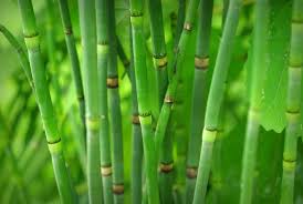 Attēlu rezultāti vaicājumam “Equisetum”