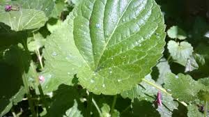 Attēlu rezultāti vaicājumam “Viola odorata leaf”