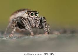 Attēlu rezultāti vaicājumam “Evarcha falcata female”