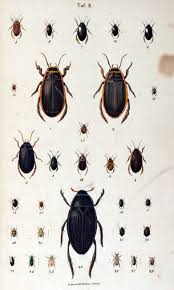 Attēlu rezultāti vaicājumam “Colymbetes striatus”