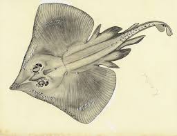 Image result for Dipturus intermedius