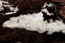 Attēlu rezultāti vaicājumam “Ceratiomyxa fruticulosa spores”