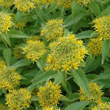 Attēlu rezultāti vaicājumam “Sedum aizoon flower”