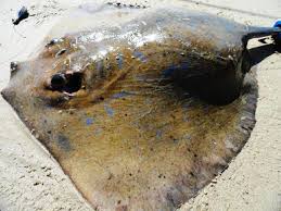 Image result for Dasyatis chrysonota