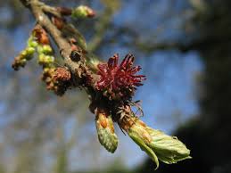 Attēlu rezultāti vaicājumam “Leiocolea collaris”