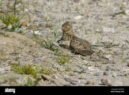 Attēlu rezultāti vaicājumam “Alauda arvensis adult”