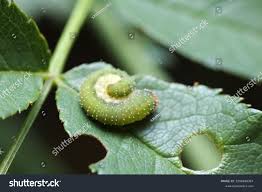 Attēlu rezultāti vaicājumam “Allantus cinctus”