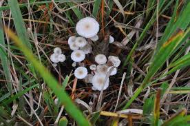 Attēlu rezultāti vaicājumam “Collybia cirrhata”