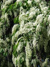 Attēlu rezultāti vaicājumam “Padus avium”